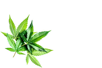 Cannabis is a standoff between a drug and a medicine. Green background of leaves.Close-up young...