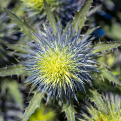 close-up background of beautiful blue ornamental thistle