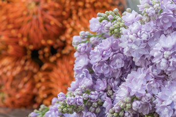 close-up of lilacs and blurred exotic orange flower on background
