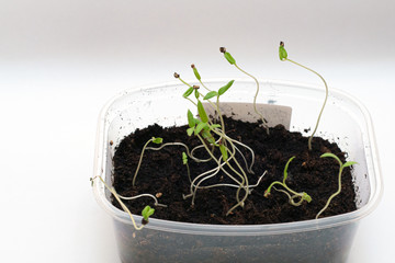 seedling and sprout of green grass in a pot on a white background
