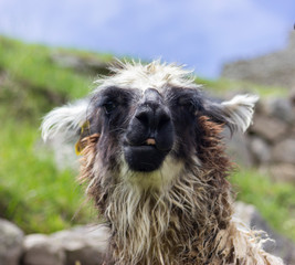 LLama