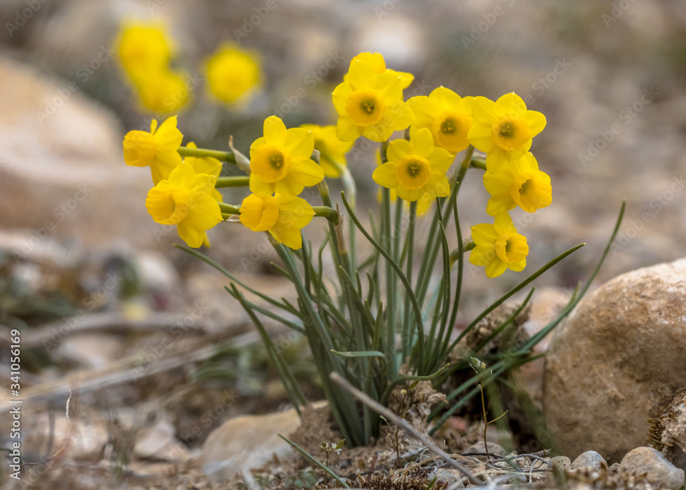 Sticker Rush leaved Narcissus