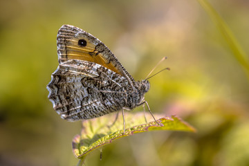 Rock grayling butterfly