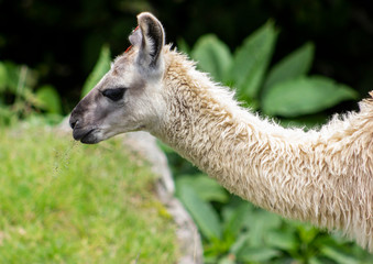 Llama