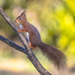 Naklejka na ściany i meble Red squirrel alert on branch