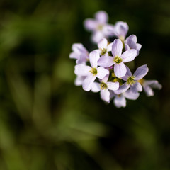 Finger Toothwort on a meadow