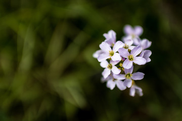 Finger Toothwort on a meadow