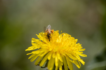 dive into the pollen of the dandelion flower