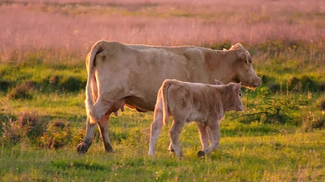 Hefer 이미지 찾아보기 212 스톡 사진, 벡터 및 비디오 Adobe Stock