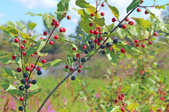 Branches of Frangula alnus with black and red berries