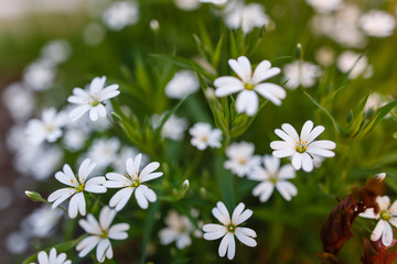 White spring flowers on a green grass