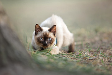 Cute cat walking outdoor. Sacred Burmese kitten running in nature.