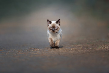Cute cat walking outdoor. Sacred Burmese kitten running in nature.