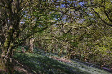 bluebell woods