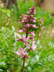 Rare spring flower Dictamnus albus