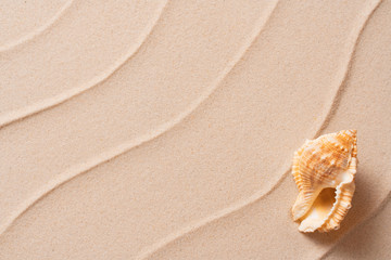 summer beach background with shell, vacation and travel concept, Flat lay top view copy space, Minimal exotic concept. Creative layout of sand waves.