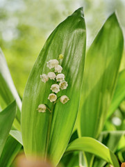 Fototapeta premium Lily of the valley flower