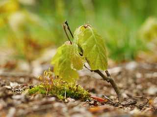 Young oak tree in the morning light
