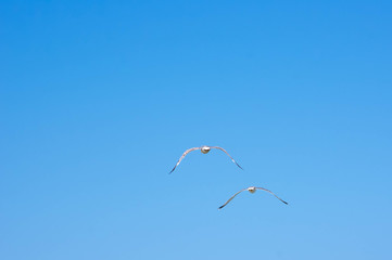 two gulls flying over the horizon