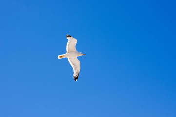 a Seagull hovering over the sea shore
