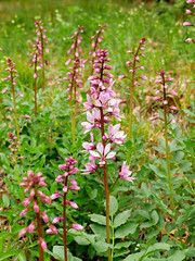 Rare spring flower Dictamnus albus