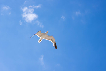 a Seagull in the sky looks out for prey on the shore