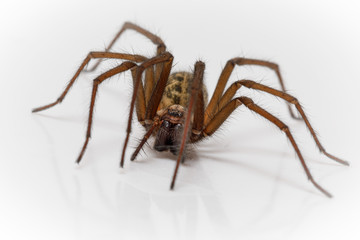 Wolf Spider In the Bath