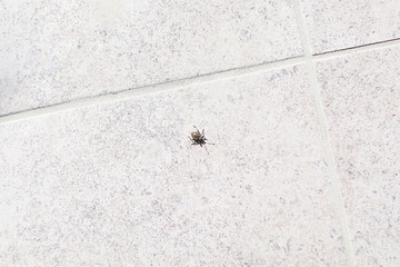 Little beetle on a marble grey tiles. Copy space.