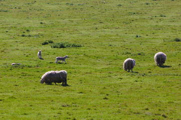 Fototapeta premium flock of sheep