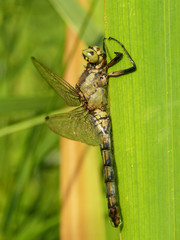 Dragonfly predatory insect macro shot