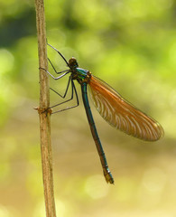 Dragonfly predatory insect macro shot