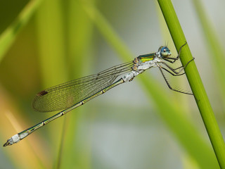 Dragonfly predatory insect macro shot
