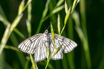 Black-veined moth (Siona lineata) in its natural habitat