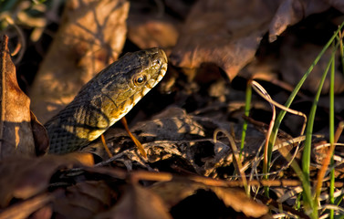 Snake in Sunlight