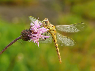Dragonfly and flower in the morning light macro shot