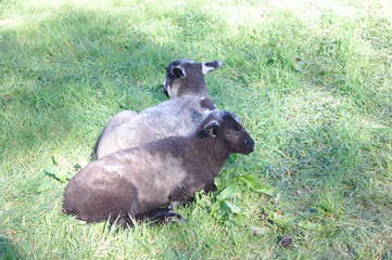 two black lambs lying in a field