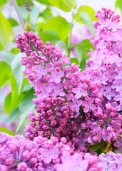 Branches of blooming lilacs, spring time