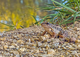 Frog By Pond