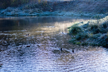 ducks on the river