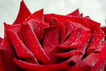 Decorative darkt red rose close up, anniversary background / Floral concept