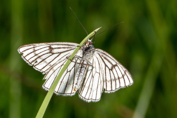 Black-veined moth (Siona lineata) in its natural habitat