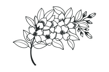 Branch of jasmine flowers. eps10 vector stock illustration. hand drawing. out line
