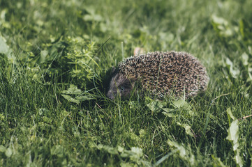 a series of photos with a hedgehog in the grass. Apples, leaves, hedgehog, summer