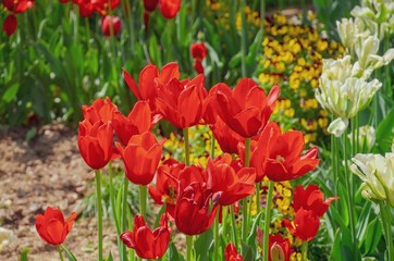 red tulips in the garden