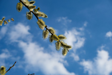 Wiossenne klimaty © Daniel