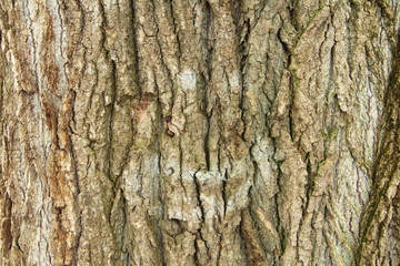 Old gray cracked wood bark texture. Tree trunk. Macro wood backdrop natural pattern. 