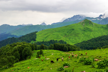 Cows graze on mountainside on summer day