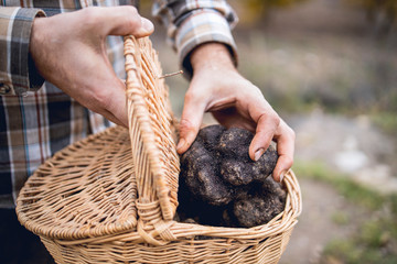 A caucasian man shows some black truffles recently recollected. - obrazy, fototapety, plakaty