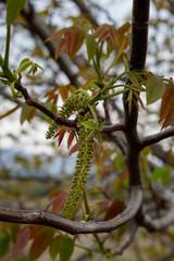 Walnut Spring Blossom Close Up