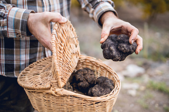 A caucasian man shows some black truffles recently recollected.